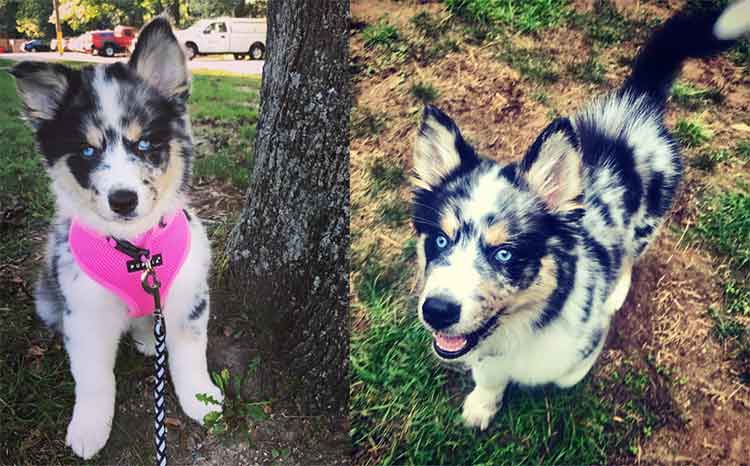 australian shepherd siberian husky