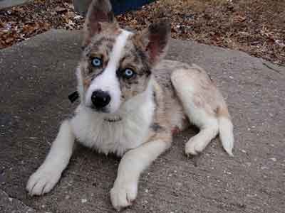 Australian shepherd husky