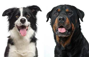 A Complete Guide To The Border Collie Rottweiler Mix