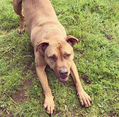 Bulldog Catahoula mix