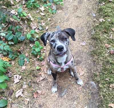 Catahoula American Bulldog mix