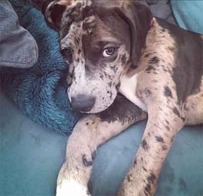 Catahoula Bulldog personality