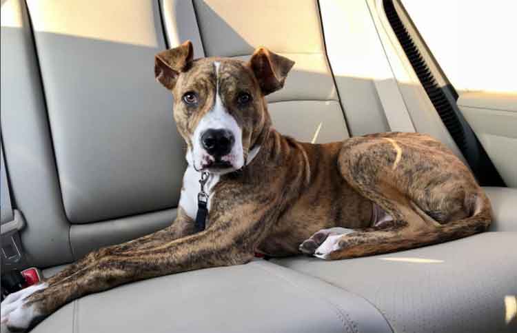 catahoula lab mix brindle