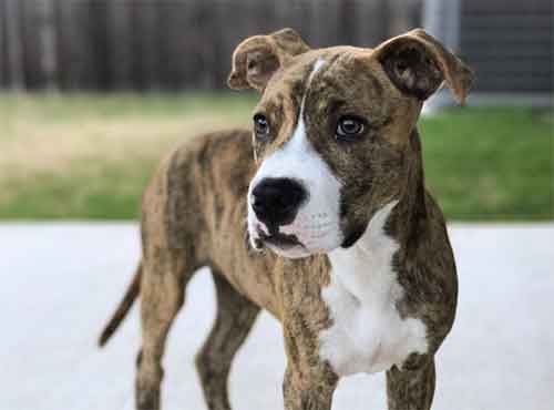 Cute American Pit Bull Terrier Mix Puppies