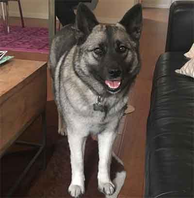 Norwegian Elkhound