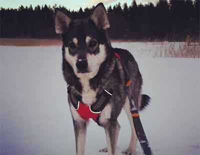 Swedish Elkhound Guide