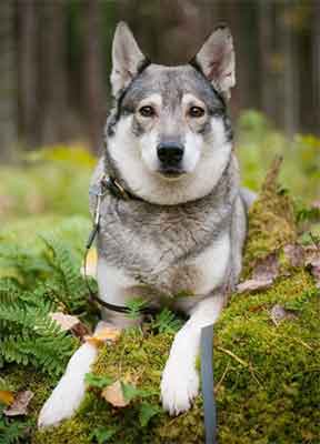 Swedish Elkhound Size