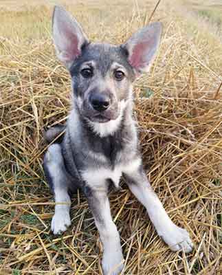 Swedish Moose Hound