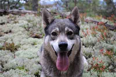 Swedish-elkhound-personality