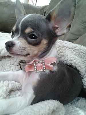 grey apple head chihuahua