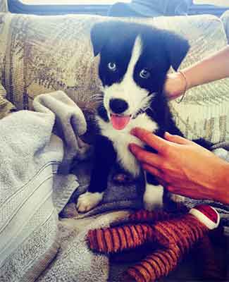 husky australian shepherd