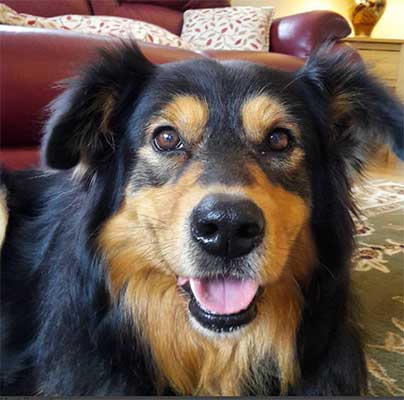 What Can We Really Expect From The Border Collie Rottweiler Mix?