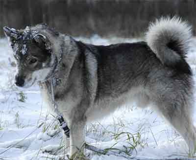 swedish elkhound training