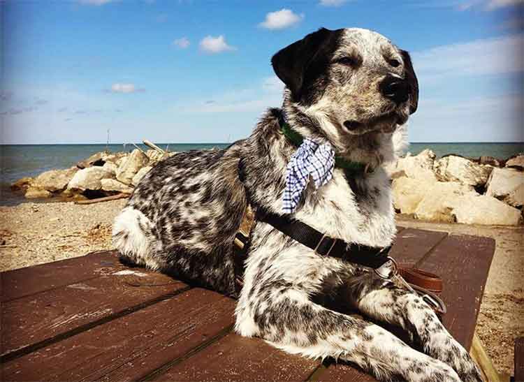 australian cattle dog mixed with lab