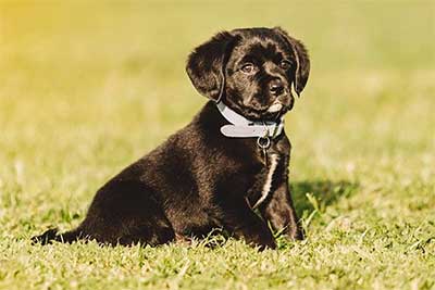 black cavador