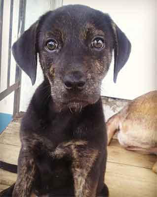 black lab blue heeler