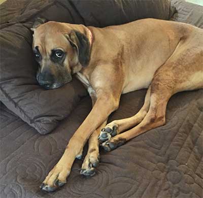 All About The Great Dane Boxer Mix (Boxane)