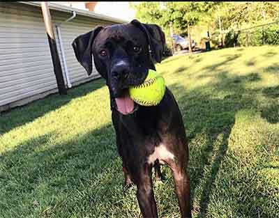 boxer and great dane mix