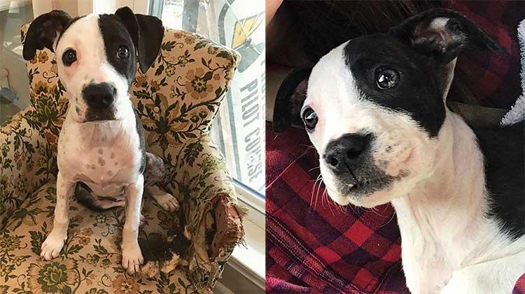Correction de chiens Info Words avec la lettre D à l'intérieur d'une empreinte noire