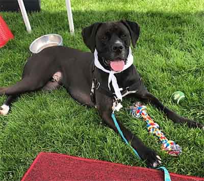 boxer mixed with great dane