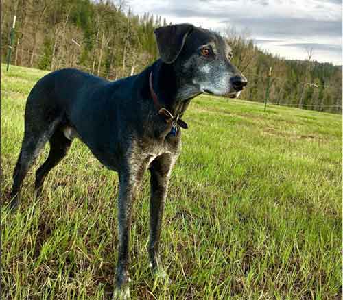 All About The Greyhound Lab Mix Greyador Facts Information