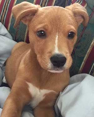 pitbull golden retriever puppy