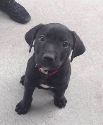 lab pitbull mix puppy