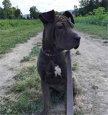 All About The Shar Pei Pitbull Mix Facts Information