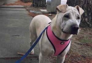 All About The Shar Pei Pitbull Mix: Facts/Information