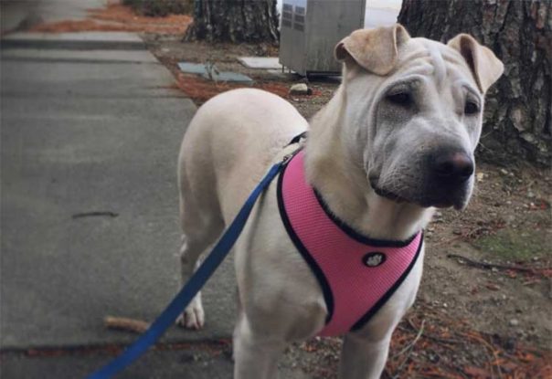 All About The Shar Pei Pitbull Mix Factsinformation 1870