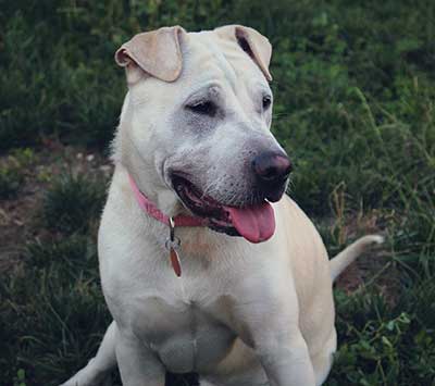 shar pei pitbull mix puppy