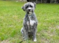 All About The Portuguese Water Dog Poodle Mix: Facts/Information