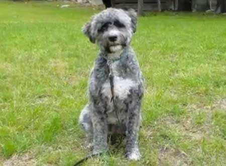 portuguese poodle mix