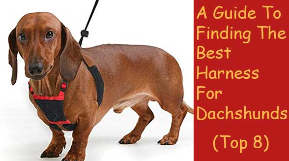 best harness for dachshunds