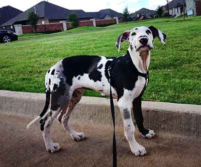 A Closer Look At The Beautiful Harlequin Great Dane