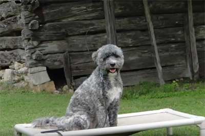 poodle water dog cross