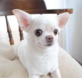 white chihuahua dog