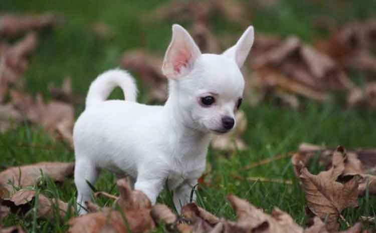 white hairy chihuahua