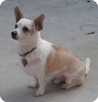 The Adorable Protective Little Corgi Chihuahua Mix Ultimate Guide