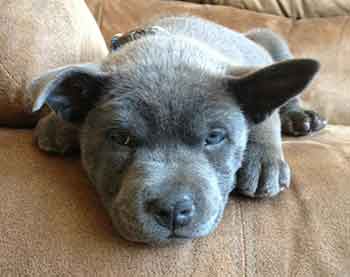 pitbull chow chow mix