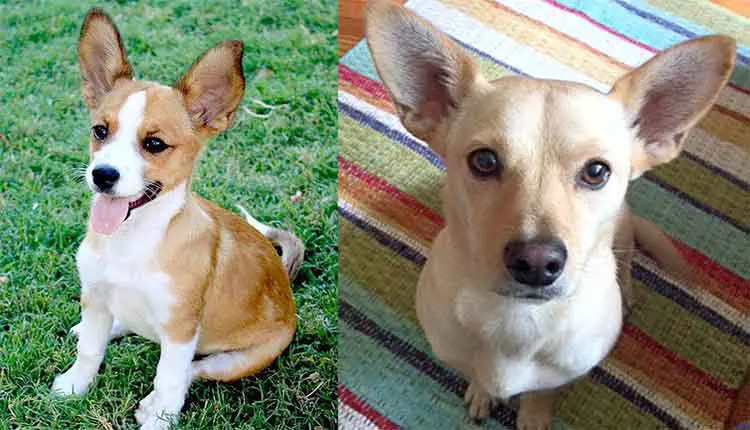 corgi mixed with chihuahua