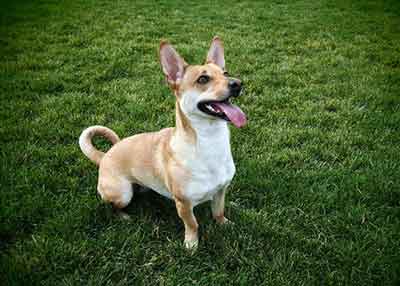 corgi chihuahua mix weight