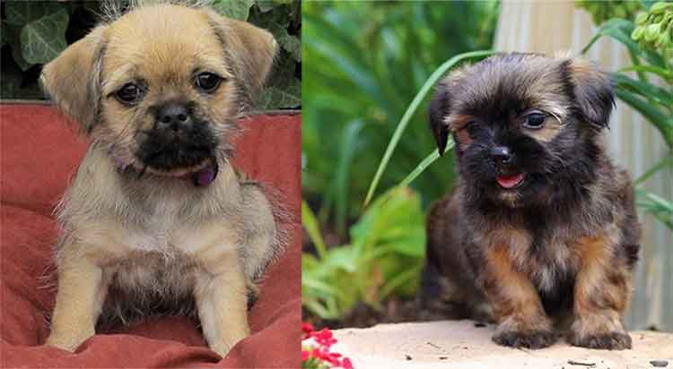 pug maltese yorkie mix