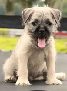 pug x yorkshire terrier