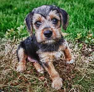 pug and yorkie mix