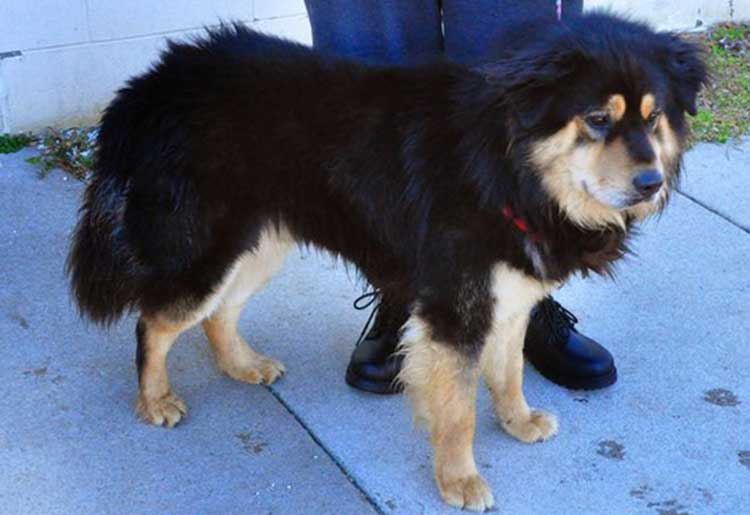 chow chow rottweiler mix puppies