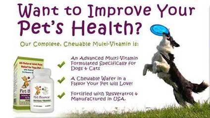 A Guide To Choosing The Best Multivitamin For Dogs