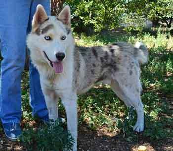 husky catahoula mix dog info