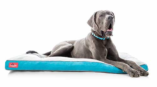 best bed for great dane dogs
