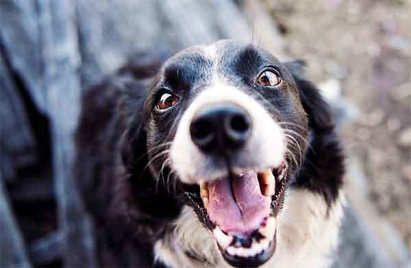 tips to keep dogs teeth healthy
